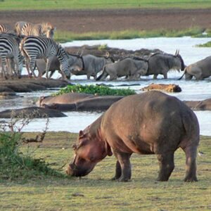 Lake Manyara National Park